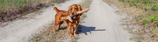 English Cocker Spaniel