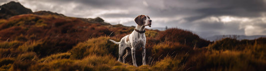 English Pointer