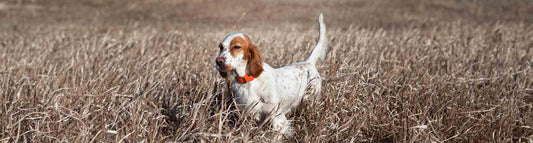 English Setter