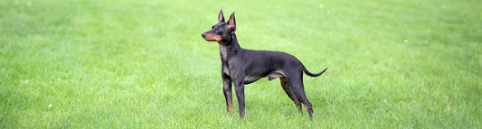 English Toy Terrier