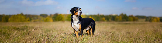 Entlebucher Sennenhund