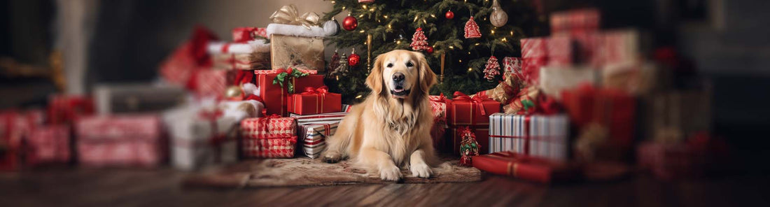Entspannte Weihnachten mit deinem Hund
