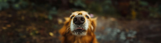 Erste Hilfe bei Bienen - und Wespenstichen bei Hunden