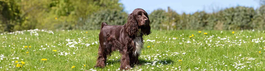 Field Spaniel