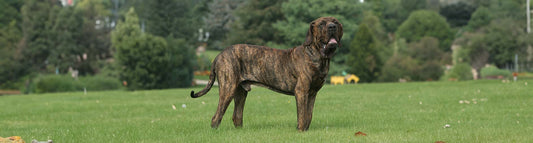 Fila Brasileiro