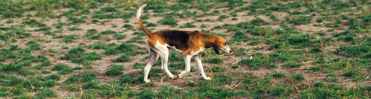 Französischer Laufhund