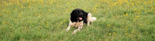 Friesischer Wasserhund