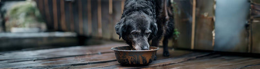 Futter für alte Hunde