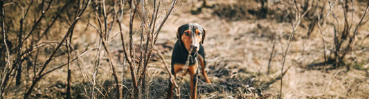 Griechischer Laufhund