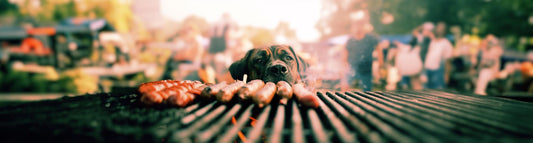 Grillen mit Hund - Sicherheitstipps für gemütliche Sommerabende