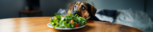 Grundlagen der Hundeernährung - Wichtige Nährstoffe für die Gesundheit