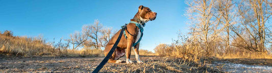 Halsband oder Brustgeschirr - was ist besser für meinen Hund?