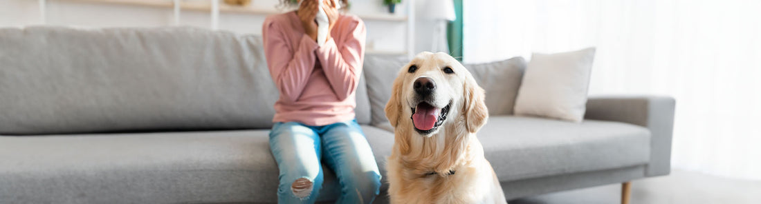 Hunde für Allergiker - welche Optionen gibt es?