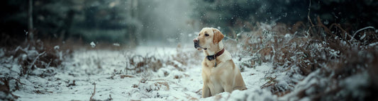 Hunde im Winter - sicher durch die kalte Jahreszeit