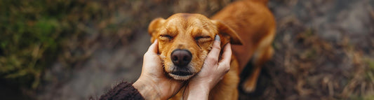 Hunde richtig streicheln - Worauf muss ich dabei achten?