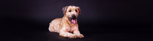 Irish Soft Coated Wheaten Terrier