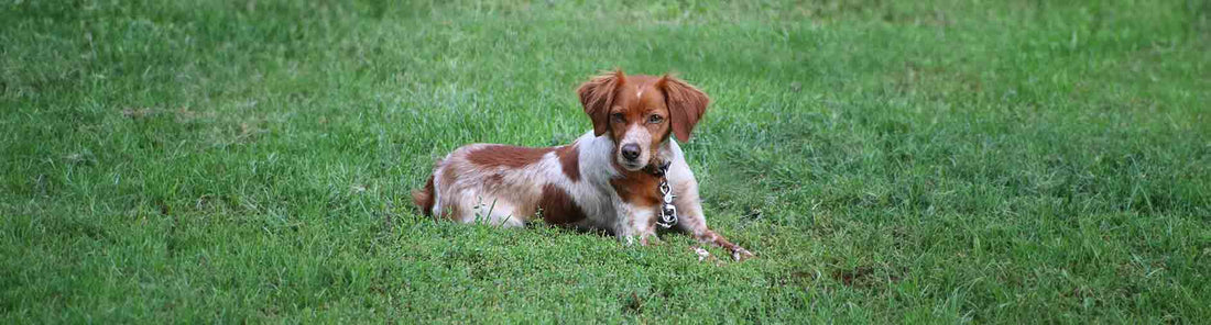 Irish Red and White Setter