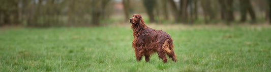 Irish Red Setter