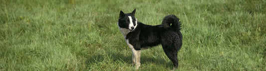 Karelischer Bärenhund