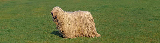 Komondor