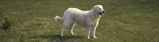 Kuvasz