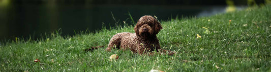 Lagotto Romagnolo