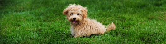 Maltipoo