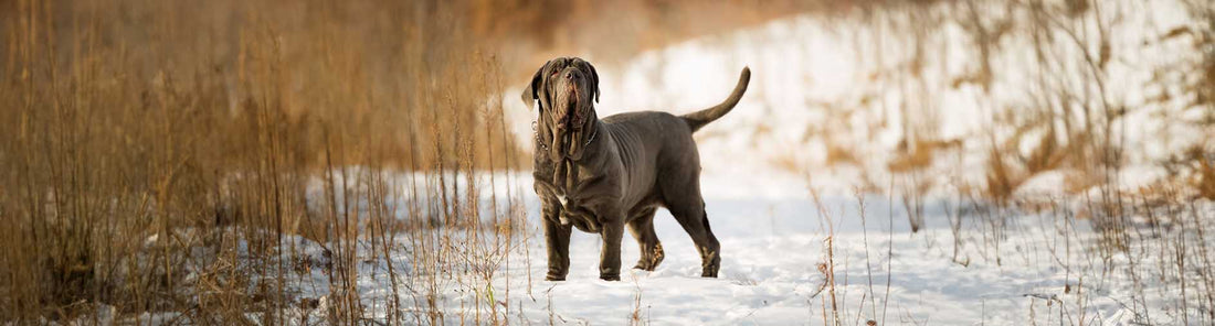 Mastino Napoletano