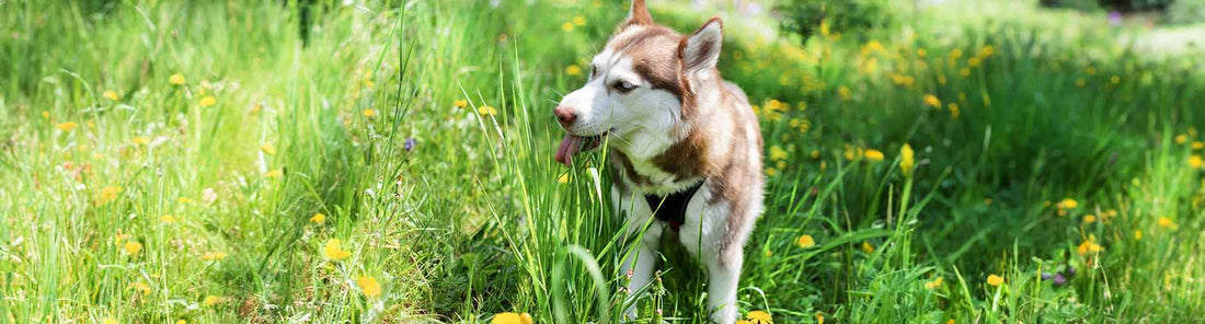 Mein Hund frisst Gras, ist das für ihn gefährlich?