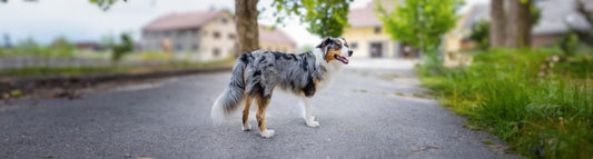 Miniature American Shepherd