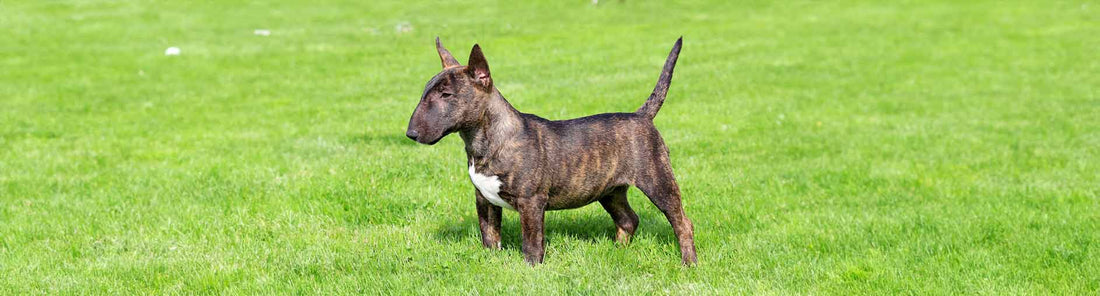 Miniature Bull Terrier