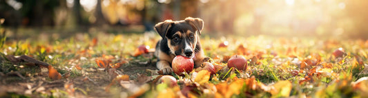 Nachhaltige Hundehaltung leicht gemacht