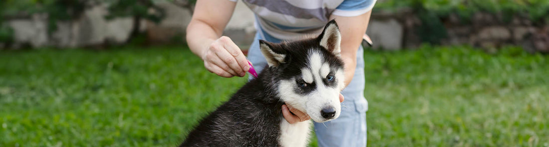 Parasitenschutz für deinen Hund