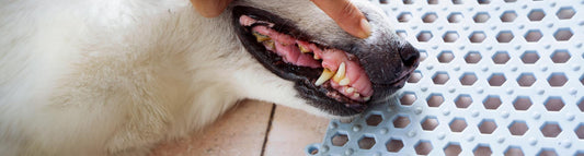 Plaque und Zahnstein bei Hunden