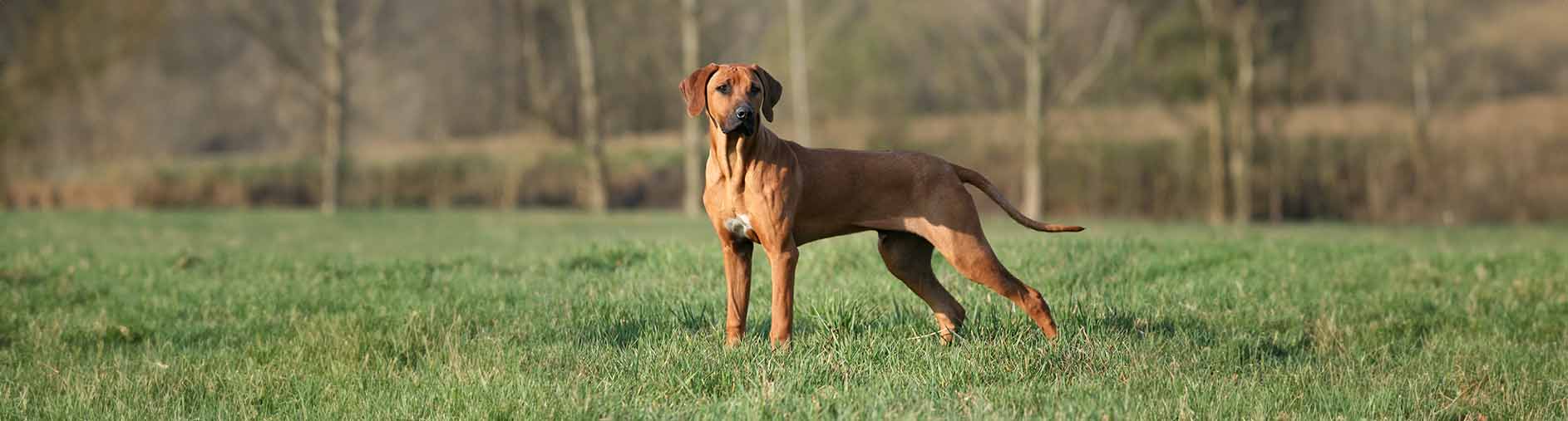 Miniature Rhodesian Ridgeback Specifications Rhodesian Ridgeback – snack4pet
