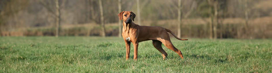 Rhodesian Ridgeback