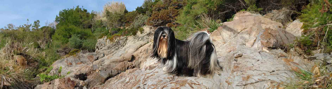 Lhasa Apso