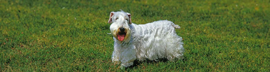 Sealyham Terrier