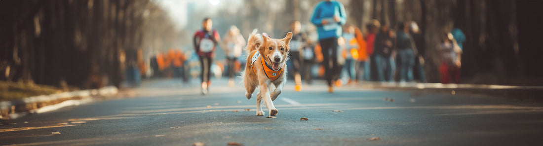 Sommer-Fitnessprogramm für deinen Hund