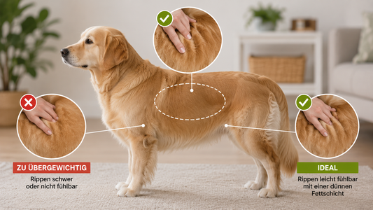 Übergewicht beim Hund erkennen