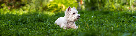 West Highland White Terrier