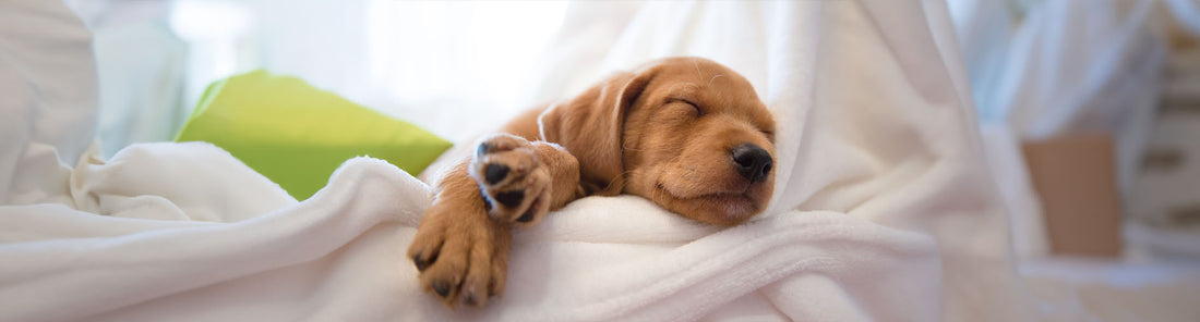 Wie lange schlafen Hunde?