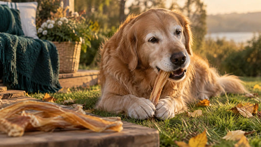 Älterer Golden Retriever kaut eine getrocknete Achillessehne für Hunde auf einer herbstlichen Wiese