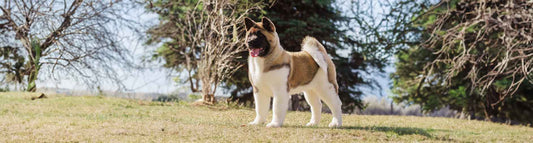 American Akita