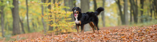 Berner Sennenhund