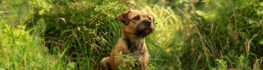 Border Terrier