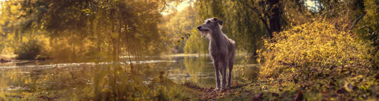 Deerhound