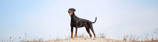 Dobermann