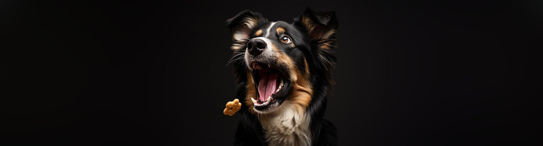 Leckerlis und Snacks in der Hundeerziehung
