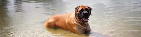 Mastiff